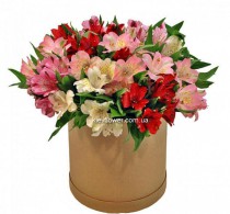Alstromeria in a gift box